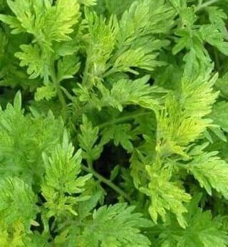 Marikolunthu leaves(MK-01-D) 100g