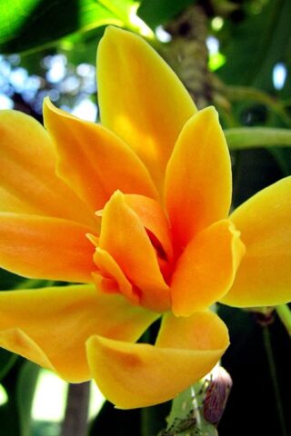 Chenbaga Flowers(CF-01-D) 100g