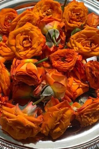 Orange Button rose(OB-01-D) 100g