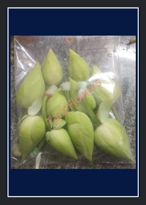 White Lotus(WL-L02)