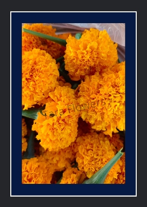 Marigold(MG-01-D) 100g