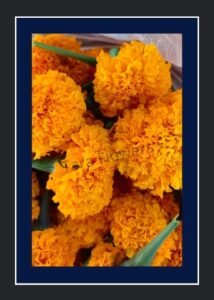 Orange Marigold(Oct-Mar)(OM-L02)