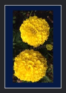 Yellow Marigold(Oct-Mar)(YM-L03)