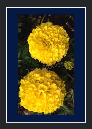 Yellow Marigold(Oct-Mar)(YM-L03)