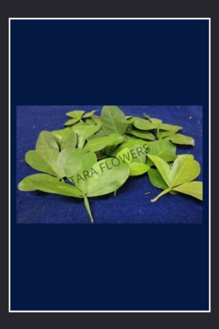 Vilvam Leaves(VL-01)