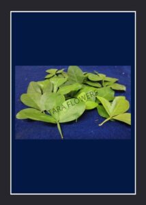 Vilvam Leaves(VL-01)