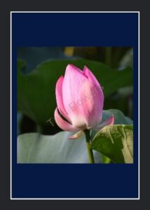 Pink Lotus(PL-L01)