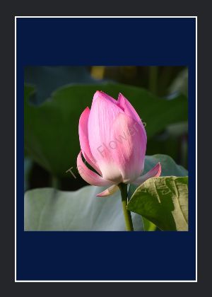 Pink Lotus(PL-01-D) 100g