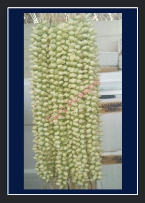Jasmine Veni(HA-JV102)